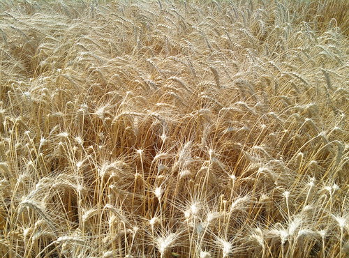 Реалізація елітного насіння озимої пшениці сорту "Місія одеська"